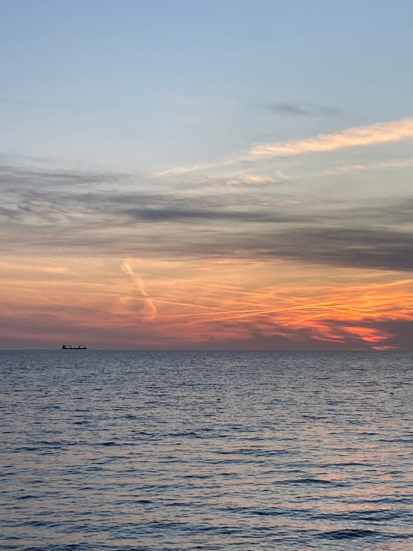 Two dogs spotted playing outdoors in Bar, Montenegro