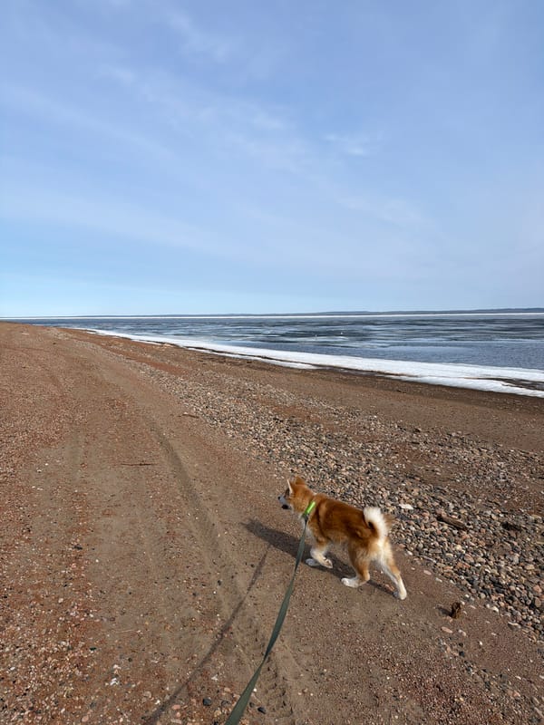 Leashed Shiba Inu spotted on Chaikovsky beach shoreline