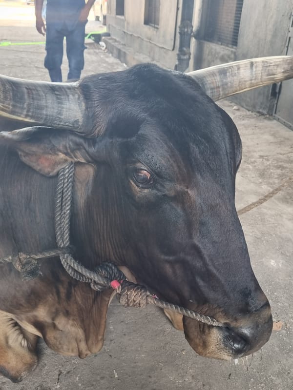 Bull with rope halter rests on concrete in Kalamassery