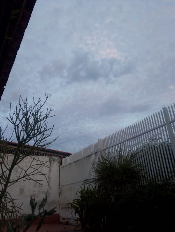 Overcast urban scene with bare tree captured by witness
