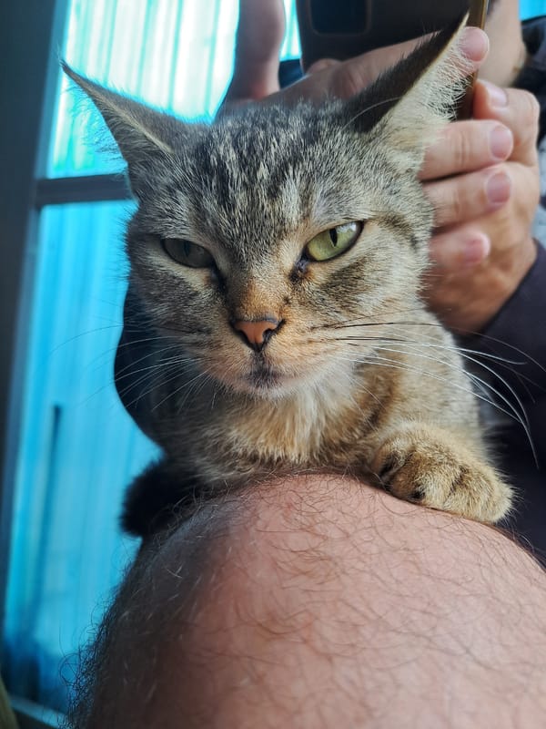 Chill afternoon with a tabby cat in Vypasne, Ukraine