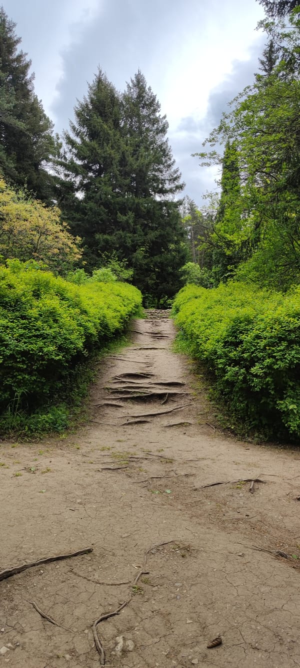 Morning hiker captures wooded trail scene in Armenia