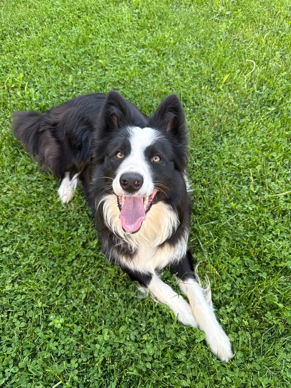Border Collie and orange cat enjoy afternoon in Bulgarian grass