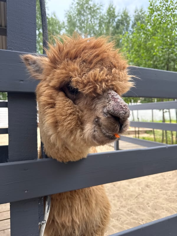 Toddler feeds carrots to alpacas at Russian petting zoo