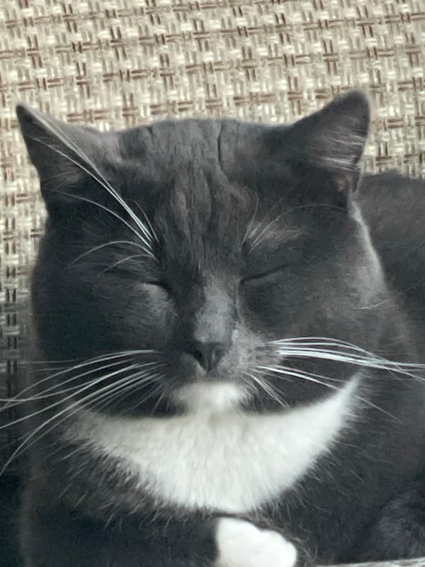 Tuxedo cat photographed napping indoors in Сырково, Russia
