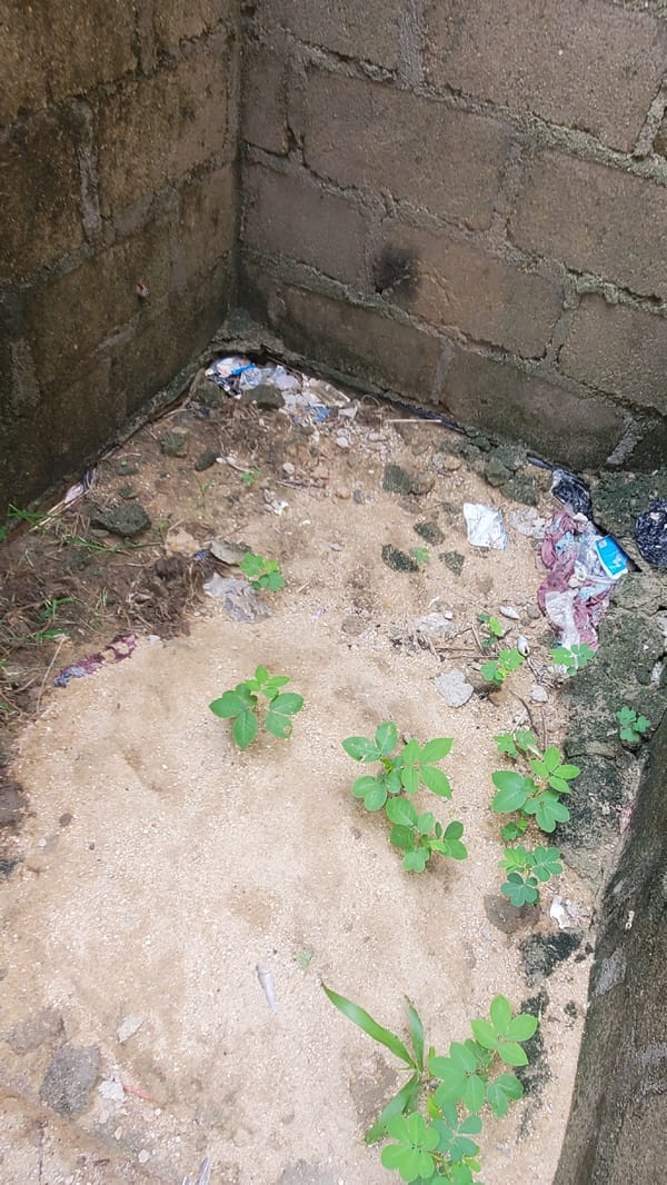 Morning documentation of mixed urban-natural landscapes in Jalingo, Nigeria