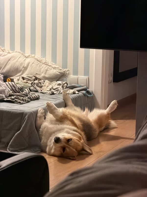 Corgi relaxes on back in bedroom in Gangloff