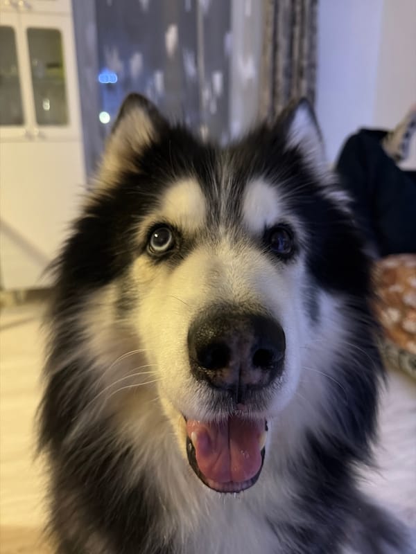 Husky enjoys belly rub playtime in Koshelevichi home