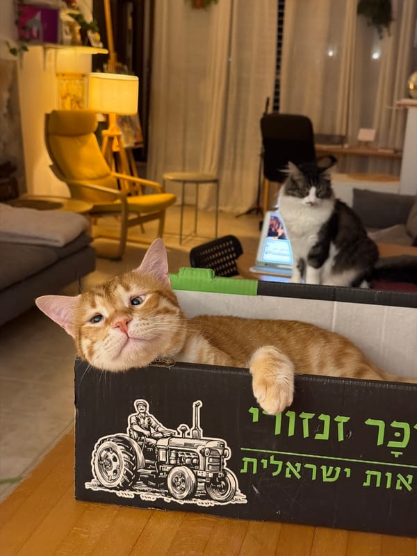 Domestic cats observed in indoor settings across Bat Yam