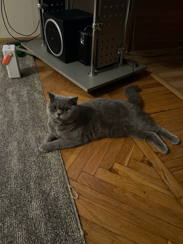 Cats, garden flowers, and quiet home life in Odesa