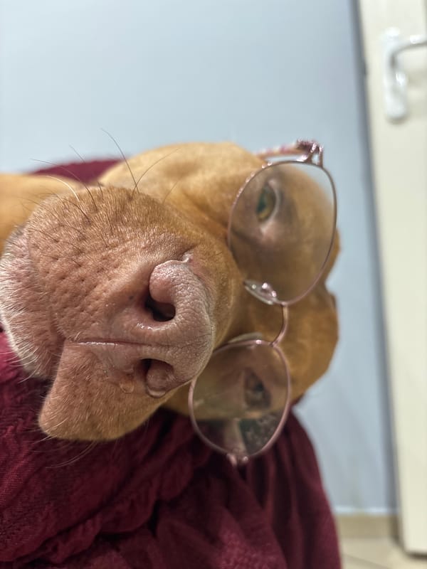 Dog wearing glasses photographed multiple times in Sofia