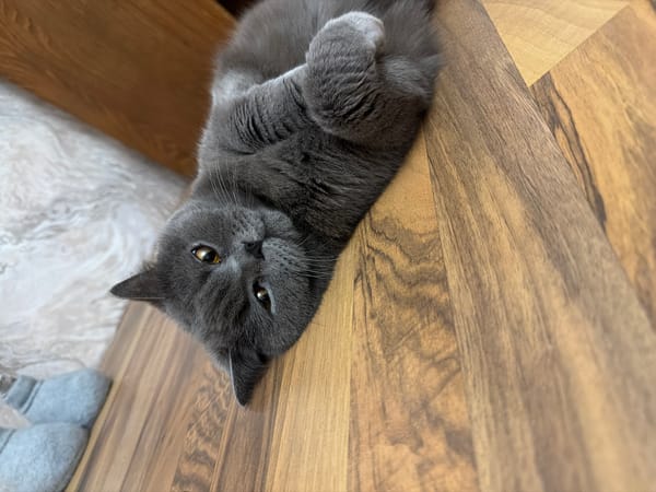 Kyiv apartment evening: cat, city lights, and small collectibles
