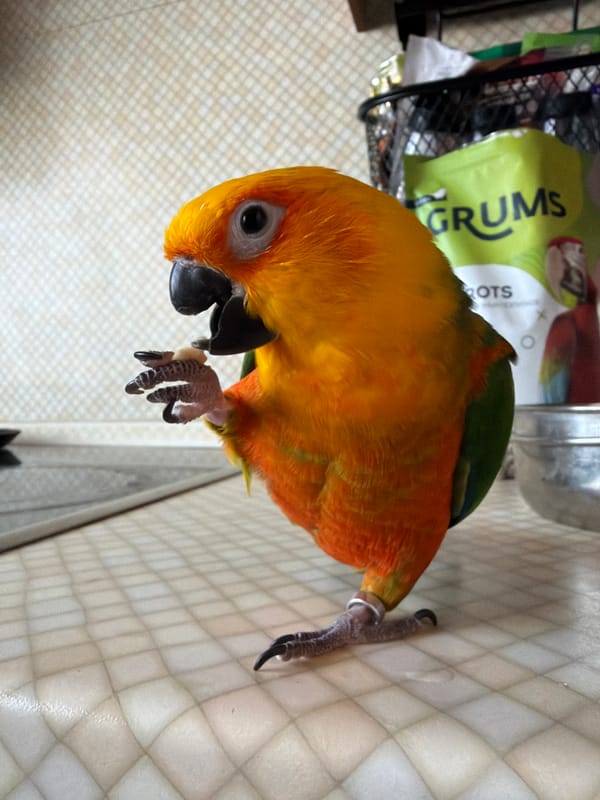 Morning domestic life with pet parrot and child in Khimki