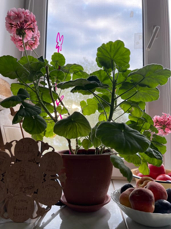 Morning domestic scenes captured in Ufa: geraniums, pigeons feeding
