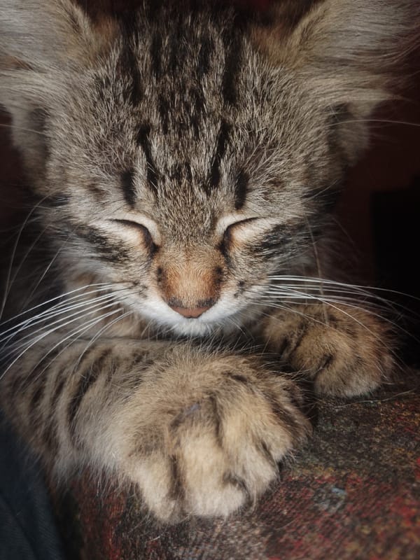 Tabby kitten in various states of rest and curiosity