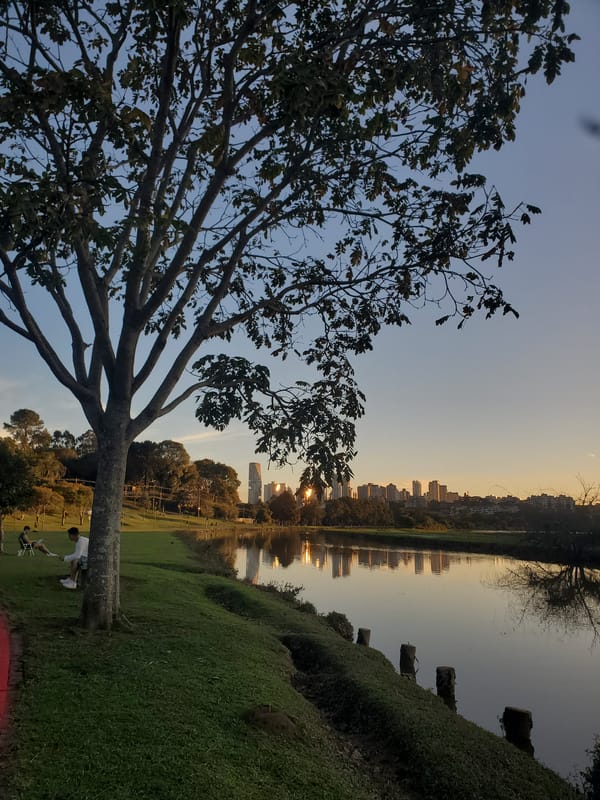 Capybaras at rest beside Curitiba's Barigui lake at sunset