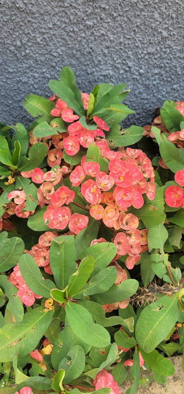 Garden flowers documented in Jos, Nigeria