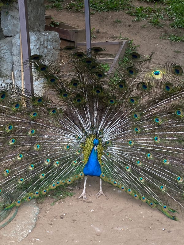 Zoo visit in Izhevsk showcasing animal exhibits and performances