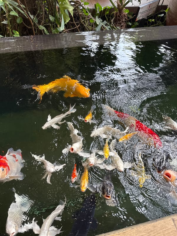 Koi fish in a garden pond, Kuta Selatan