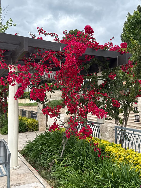 Garden tour documented in Kumbor, Montenegro features blooming flowers