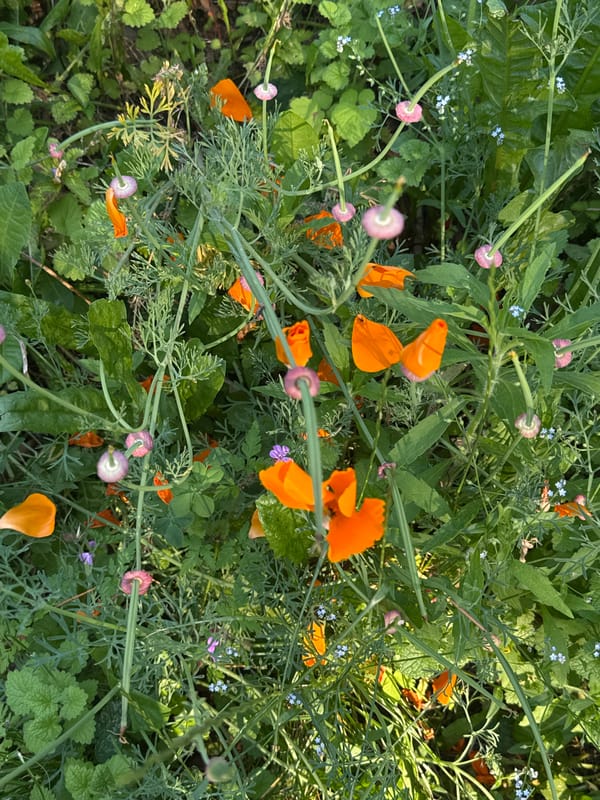 Digital detox messages, wildflowers observed in Erba, Italy