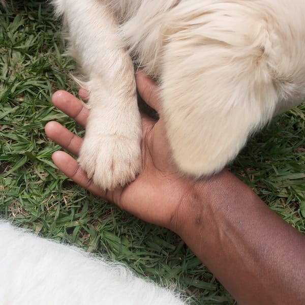 Person plays with dogs on lawn in Kenya