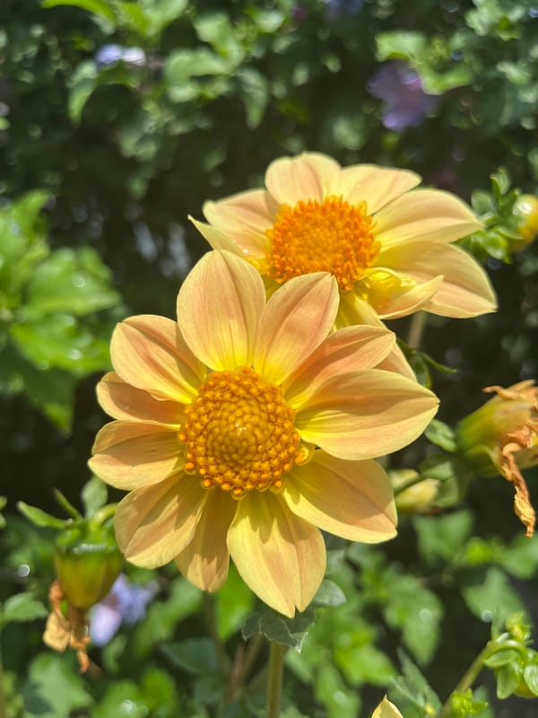 Morning garden flowers and plants in Shymkent