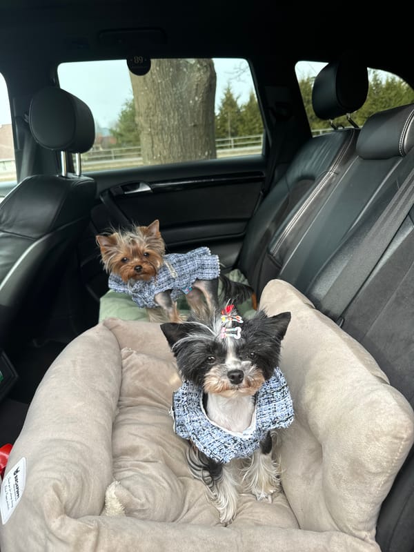 Spring afternoon moments with pets, portraits, flowers in Carnikava