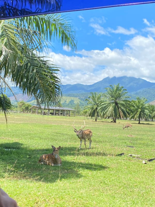 Deer graze in Indonesian enclosure near palm trees, mountains