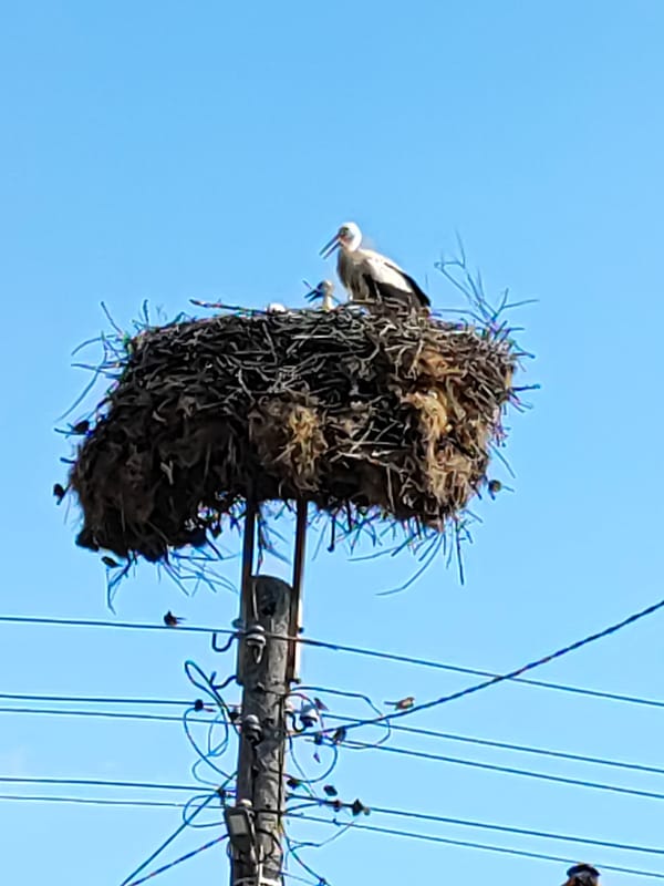 Daily life documented in Kadievo, Bulgaria featuring storks and residents
