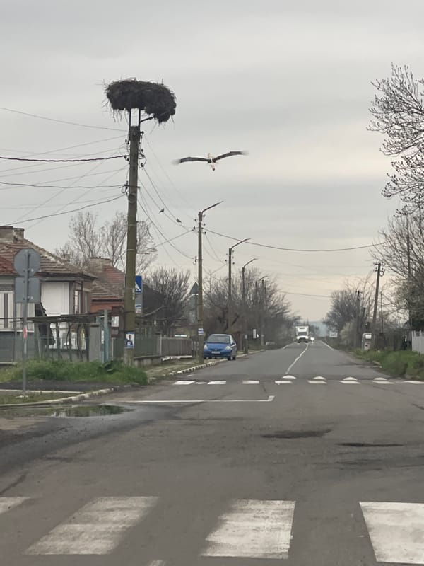 Stork flies near nest on utility pole in Bulgaria