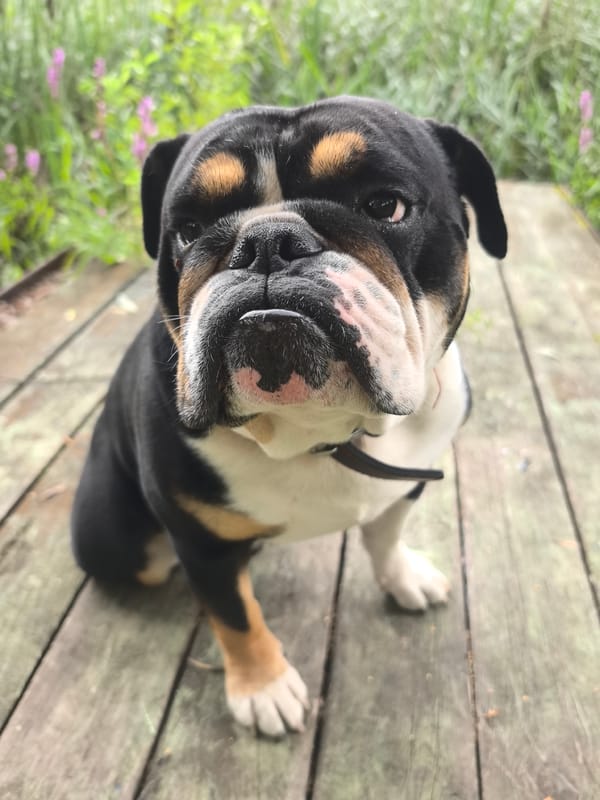 Tri-colored bulldog relaxing in a garden in Chaikovsky