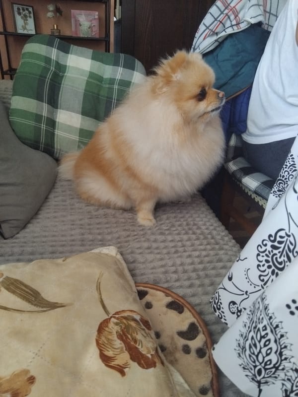 Pomeranian Dog Photographed at Home in Apriltsi, Bulgaria