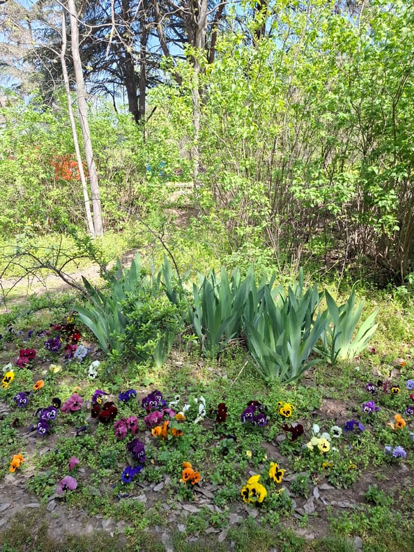 Spring morning documented at Plovdiv park with flowers, paths