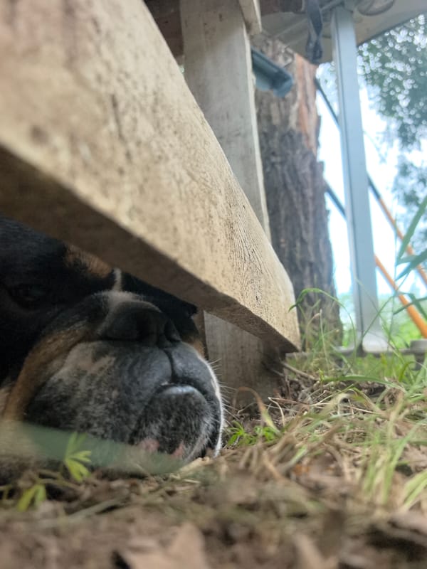 English Bulldog chills on a wooden deck in rural Russia