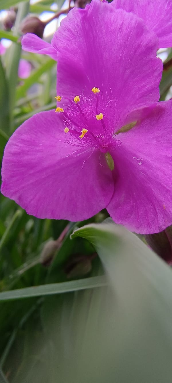Morning garden walk with macro florals and cat encounters