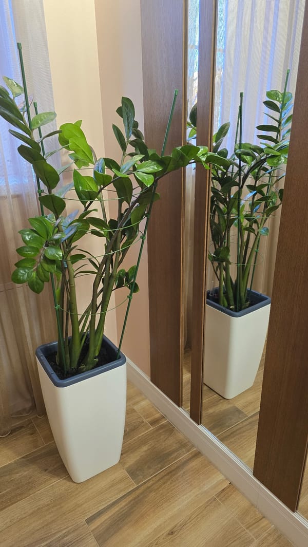 Kaliningrad residents document indoor plants, neighborhood street scenes