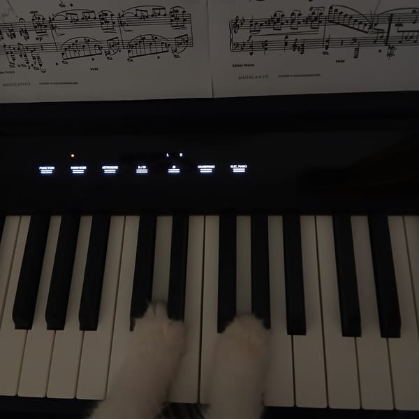 White cat plays digital piano with paws on keys