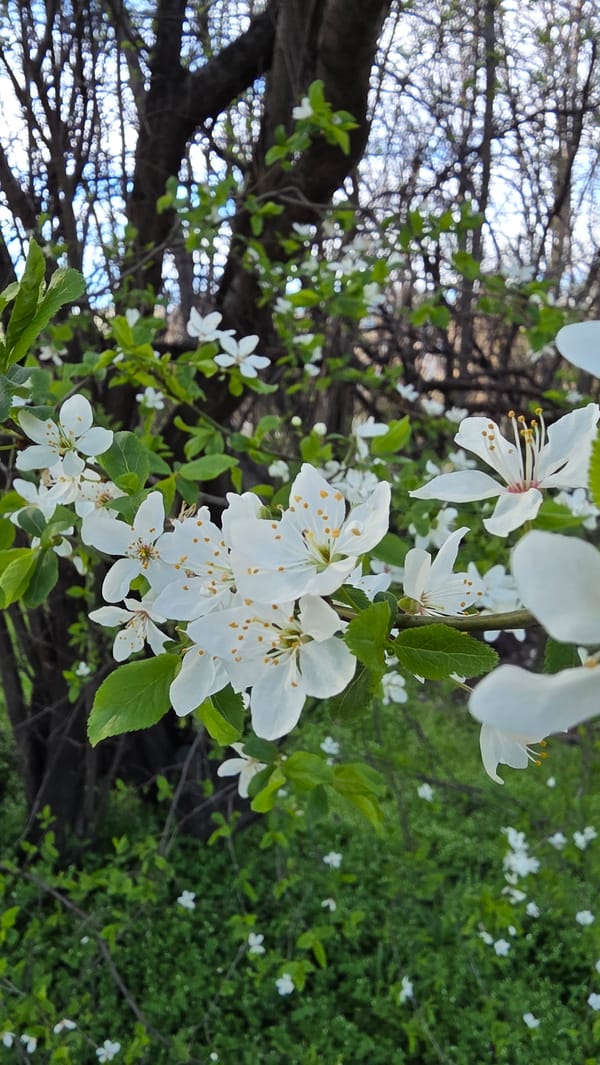 Spring afternoon glimpses of daily life across Sofia
