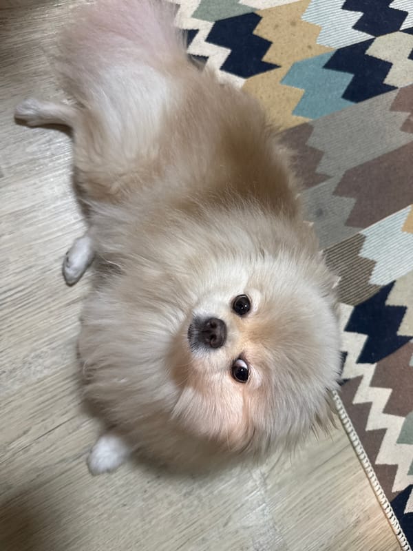 Pomeranian dog chilling at home in Krasnoyarsk