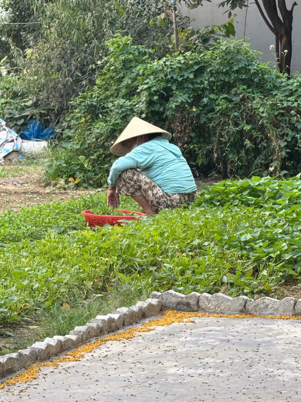Woman harvests crops in field near Đà Nẵng, Vietnam