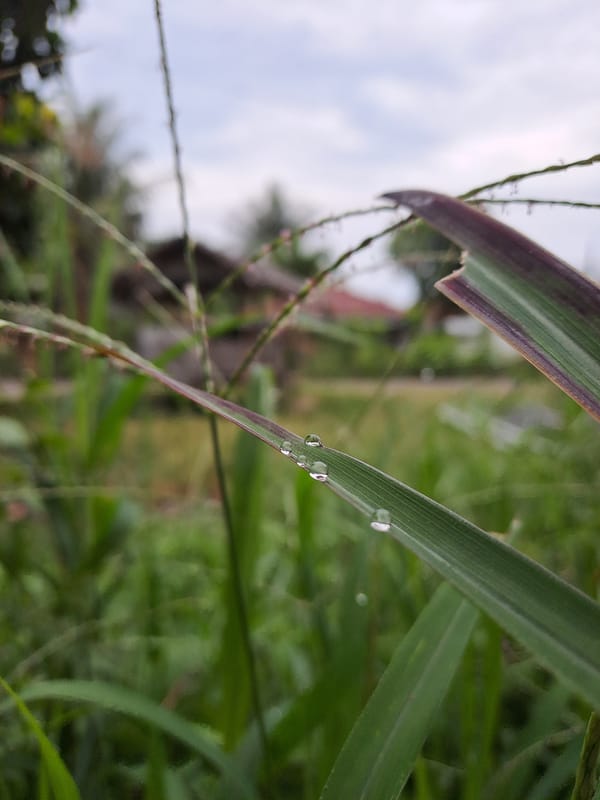 Morning garden life in Lhokaweawe — flowers, butterflies, and cats