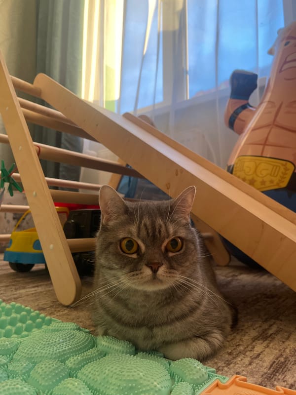 Domestic moments captured across Izhevsk during golden hour