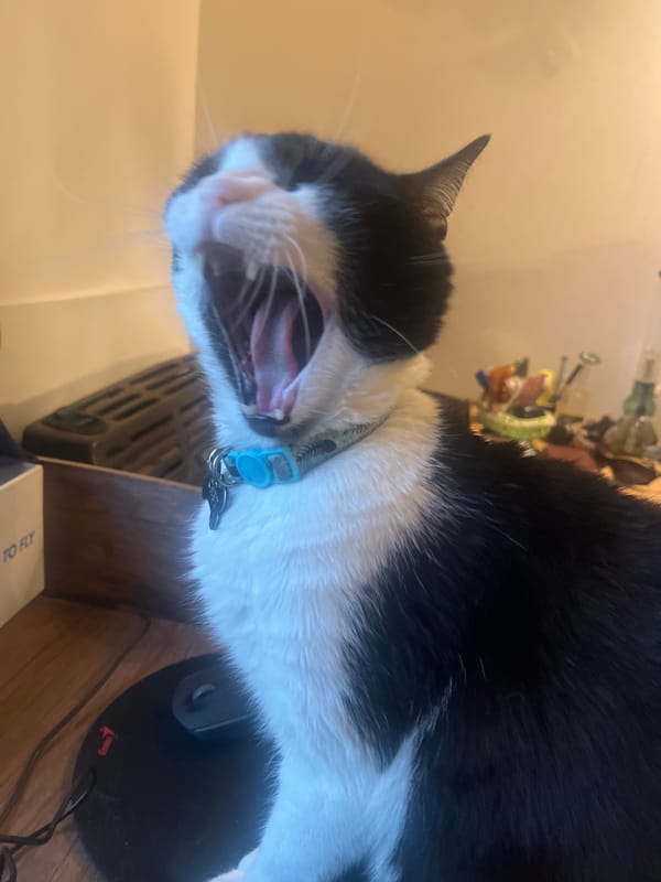 Cat yawns near computer equipment in Ushuaia workspace