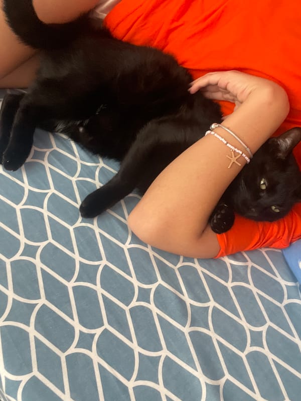 Black cat spotted in multiple indoor locations in Paiporta