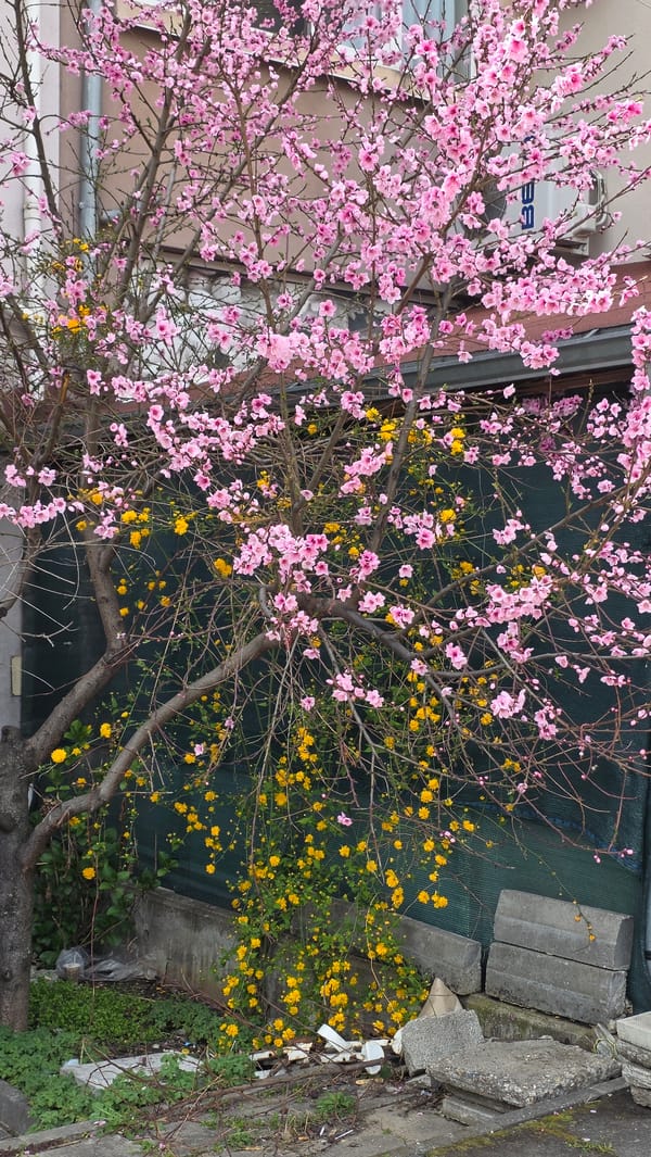Spring morning street life documented across Blagoevgrad, Bulgaria