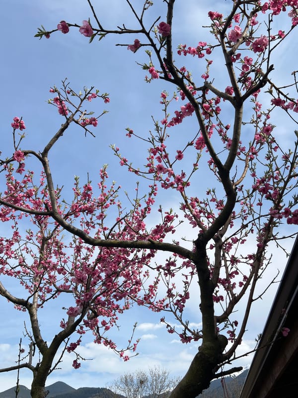 Spring blossoms observed in Samoranovo, Bulgaria