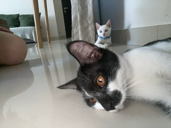 Cats play and rest in Denpasar home morning
