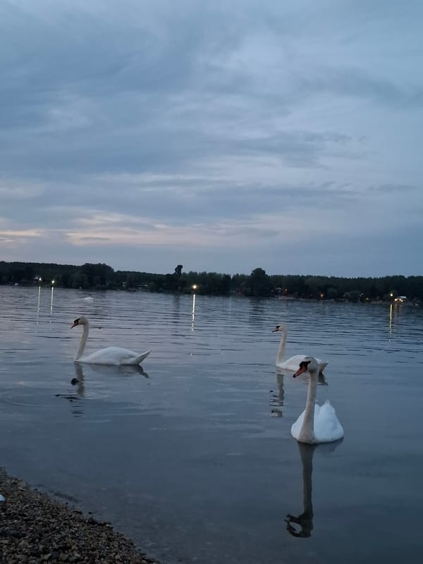 Swans glide through Danube twilight in Zemun, Serbia