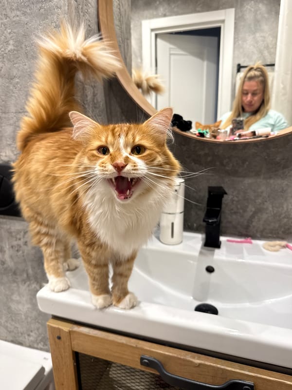 Cat on sink, cherry pastry in hand — quiet afternoon in Novgorod